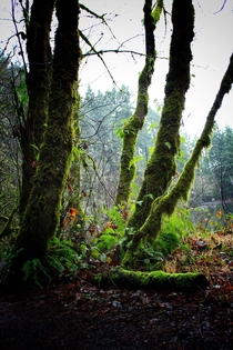 Oregons temperate rainforest 