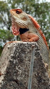 Oriental garden lizard  Indian chameleon Sahara City Lonavala Maharashtra  India