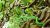 Oriental Vine Snake