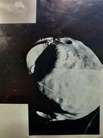 Original photo print of Phobos Oct  OFFICE OF PUBLIC INFORMATION JET PROPULSION LABORATORY CALIFORNIA INSTITUTE OF TECHNOLOGY NATIONAL AERONAUTICS AND SPACE ADMINISTRATION PASADENACALIFORNIATELEPHONE- Viking - P- Caption from back of print in comments