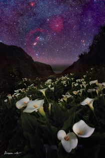 Orion and winter milky way setting over natural calla lily field near Big Sur California 