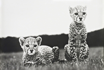 Orphaned cheetah cubs 