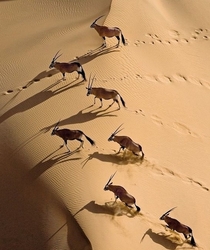 Oryx herd Namib sand dunes