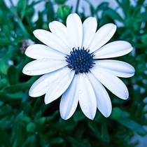 Osteospermum African Daisies have been a childhood rediscovery this year