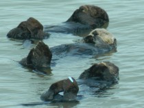 Otter family get-together - Seafood Dinner enhydra lutris -  