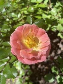 Our roses are blooming OC