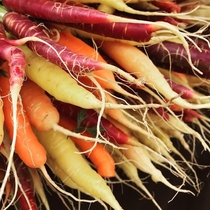 Over-Wintered Carrots Taste the Sweetest