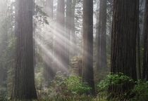 Overwhelming beauty in Redwoods State Park California USA 