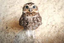 Owls are just so damn cute 