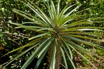 Pachypodium geayi  - originating from Southwest Madagascar - From Leu Gardens Orlando Florida