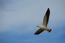 Pacific Gull Larus Pacificus 
