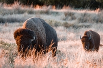 Pair of Bison in grasslands