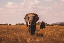 Pair of elephants roaming the grasslands Photo credit to AJ Robbie