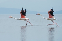 Pair of flamingos getting ready to take off Photo credit to Dattatreya Patra