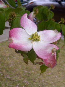 Pale Pink Dogwood Bloom Pasadena Ca 