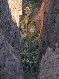 Palm trees are generally not native in Arizona with the exception of a very small cluster existing up a steep ravine inside a canyon in the Kofa Mountains California Fan Palms Palm Canyon Arizona 