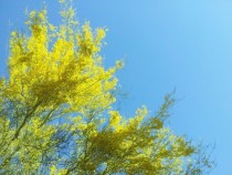 Palo Brea tree changing colors for Spring in the Sonoran Desert 