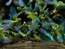 Parakeets Ecuador 