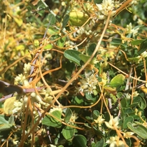 Parasitic dodder Cuscuta californica flowering on Ceanothus OC