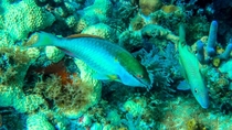 Parrot Fish and Friend outside Key Largo FL 