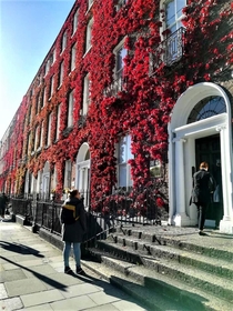 Parthenocissus quinquefolia known as Virginia creeper adorns the facade of Georgian townhouses in Dublin Ireland When we build let us think that we build forever