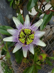 Passiflora Caerulea Passion Flower 
