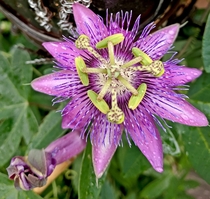 Passiflora Passion flower 