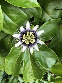 Passion Fruit Flower from my backyard