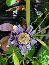 passionflower in michigan