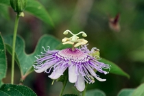 Passionflower Passiflora 