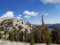 Patriach Grove in the subalpine White Mountains CA Home to some of the oldest trees in the world Bristlecone pines many over  years old 