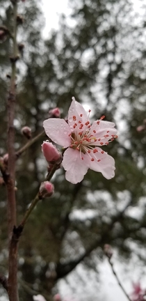 Peach flower after the rain 
