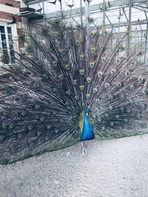 peacock bringing luck