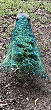 Peacock feathers are beautiful