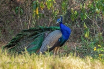 Peacock Photo credit to Praveer Prasad