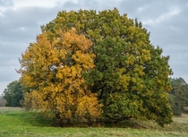 Pear amp oak in autumn colors 