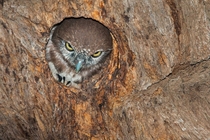 Peeking Owl by Willem Kruger 