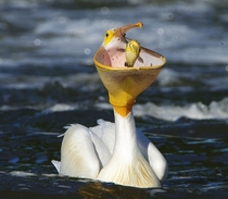 Pelican eating a Catfish 