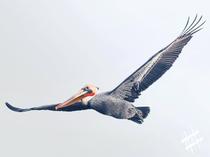 Pelican gliding over the Pescadero coast line CA