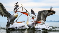 Pelicans fighting for fish Photo credit to Birger Strahl
