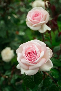 Perfect Roses Portland Oregon 