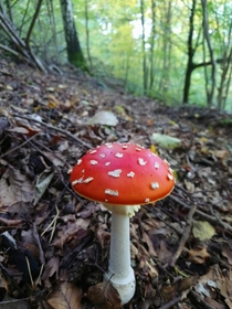 Perfect Toadstool Palatinate Forest Germany 