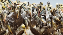 Peruvian pelicans Pelecanus thagus Paracas Peru 