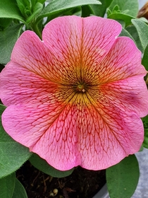 Petchoa PetuniaCalibrachoa Hybrid Sunray Pink