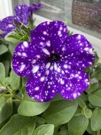 Petunia Night Sky Im obsessed with the constellations in this beauty