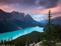 Peyto Lake - Once you learn the lake looks like a wolf you can never unsee it 