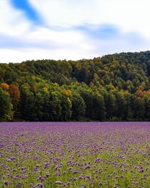 Phacelia flowers for honey production in autumn Germany 