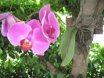 Phalaenopsis Blume - moth orchid planted on the trunk of a tree in Taiwan 