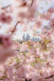 Philly cherry blossoms