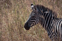 Photo of a Zebra I took on a Safari in Tanzania -  OC